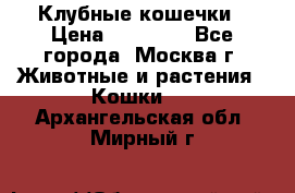 Клубные кошечки › Цена ­ 10 000 - Все города, Москва г. Животные и растения » Кошки   . Архангельская обл.,Мирный г.
